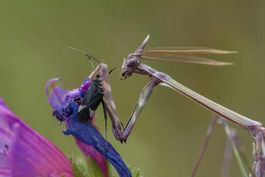 Empusa pennata, crested mantis, Conehead mantis, Extremadura, mantis, insects, Spain