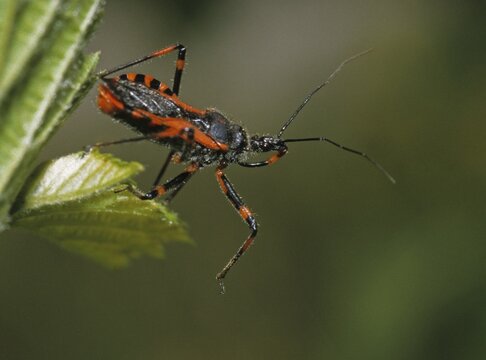 Heteroptera, murder bug, predatory bug, red assassin bug, reduviidae, rhynocoris iracundus, red murder bug, angry predatory bug, insects, predatory bugs, bugs