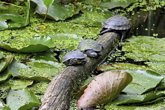A group of European pond turtles (Emys orbicularis) sitting on a tree trunk in a pond, Switzerland