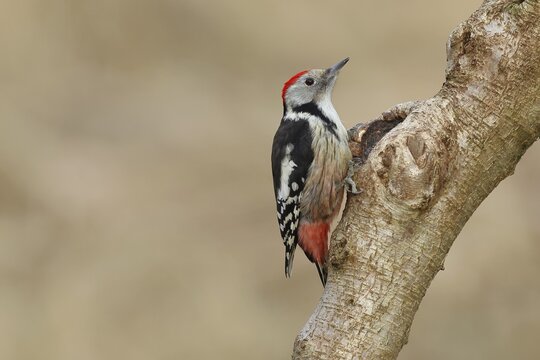 Middle spotted woodpecker (Dendrocopos medius) sitting at a water pot in a tree trunk, Animals, Birds, Woodpeckers, Wilnsdorf, North Rhine-Westphalia, Germany