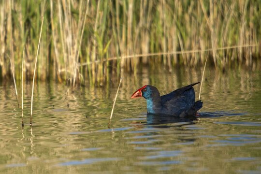 Granelli, Italy, Pantano Cuba lagoon, Pantani Cuba and Longarini, porphyrio porphyrio, purple gallinule, purple swamps, purple grouse, migratory bird sanctuary Pantani Cuba & Longarini, birds, gruiformes, Italy, crane birds, rails, rallidae, Sicily, foundation pro biodiversity, sultana bird, birds