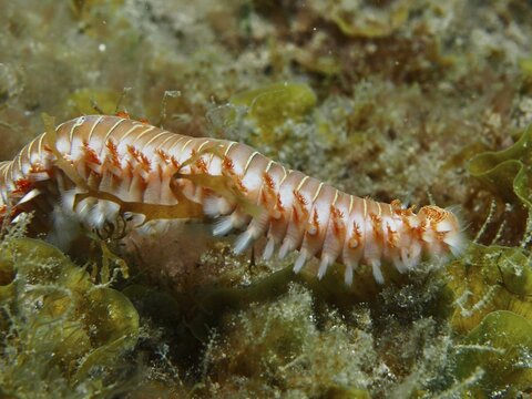 A fire-spurt worm (Hermodice carunculata) moves through an algal-covered seabed, dive site at the El Cabron Marine Protected Area, Arinaga, Gran Canaria, Spain, Europe, Atlantic Ocean