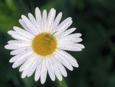 Diaea dorsata, green crab spider, green crab spider, arachnids, spiders, spiders, dew