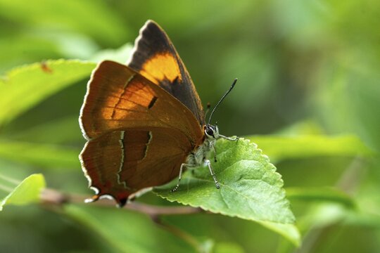 Birch tip, kidney spot, thecla betulae, brown hairstreak, butterfly, female, insects, butterfly, butterflies, butterflies, female