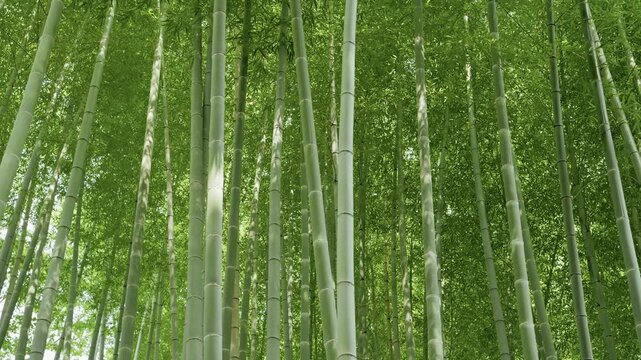Lush Bamboo Forest in Kyoto with Repeating Green Bamboo, Japanese Nature Background