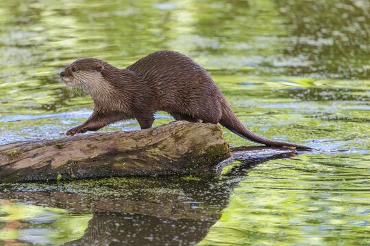 On a sunny day, an oriental small-clawed otter (Aonyx cinerea) walks along a log floating in the water, with the green vegetation on the bank reflected on its surface. India to Southeast Asia, islands of Sumatra, Java, Borneo and Palawan