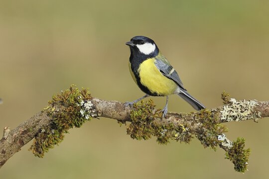 Great Tit (Parus major), sitting on a branch overgrown with moss and lichen, Wildlife, Animals, Birds, Tits, Wilnsdorf, North Rhine-Westphalia, Germany
