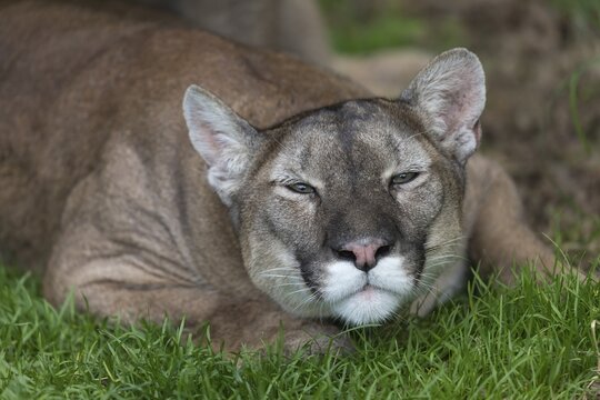 One female cougar, Puma concolor, portrait during mating act in a green meadow