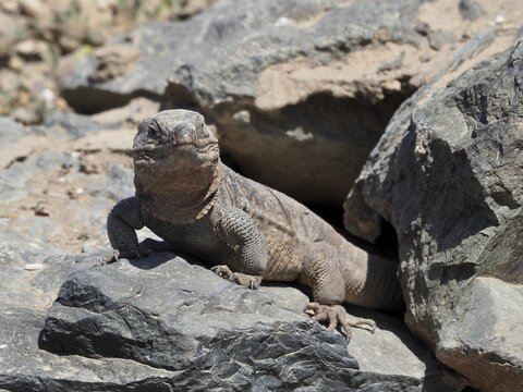 A Gran Canaria giant lizard (Gallotia stehlini) basks on a large rock in an arid, rocky landscape, Gran Canaria, Spain
