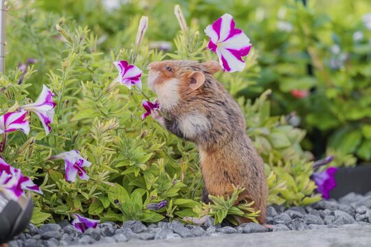 A European hamster (Cricetus cricetus) searches for food on a decorated grave and eats the petals of flowers. Vienna, Austria