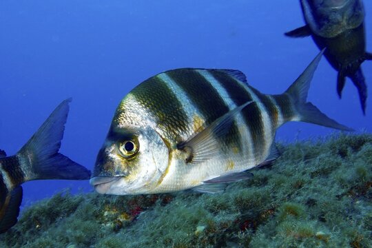 A striped fish, zebra bream (Diplodus cervinus cervinus), swims calmly above a reef in the deep blue sea. Dive site Las Rosas, Las Galletas, Tenerife, Canary Islands, Spain