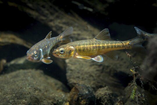 Bitterfish, minnow, Eurasian minnow, minnow, prille, phoxinus phoxinus, common minnow, fish, fishes, rivers, pisces