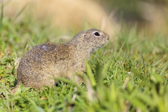 A fully grown ground squirrel (Spermophilus citellus) sits in a green meadow on a sunny day, intently observing its surroundings. Austria
