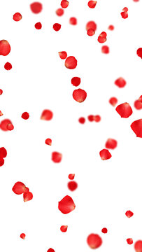 realistic red and pink rose petals pattern isolated on transparent background,png romantic flower valentine love and marriage vertical social media design element
