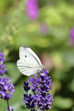 A Cabbage butterfly (Pieris brassicae) sucking nectar on the flower of true lavender (Lavandula angustifolia), in a natural environment in the wild, nice bokeh in the background, wildlife, insects, butterflies, butterflies, Wilnsdorf, North Rhine-Westphalia, Germany