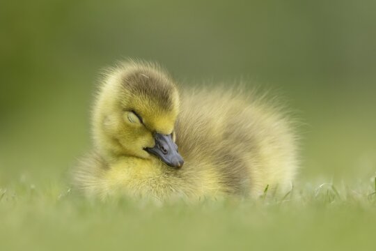 Canada goose (Branta canadensis) juvenile baby gosling bird sleeping on grass, England, United Kingdom