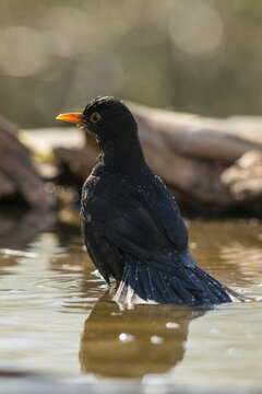 Blackbird, Turdus Merula, Bath, Bird Bath, Birds, Portrait Format, Passeri, Songbirds, Potions, Birdbath, Birds, Watering Place