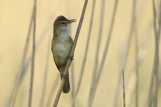 Great Reed Warbler (Acrocephalus arundinaceus), singing at reed stem, Burgenland, Austria
