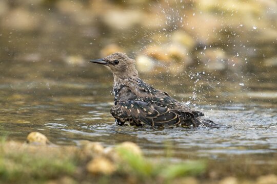 Star, Starling, Sturnus Vulgaris, Bath, Bird Bath, Birds, Passeri, Songbirds, Potion, Birdbath, Birds, Watering Place
