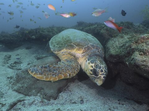 A Loggerhead sea turtle (Caretta caretta) resting among fish and corals in a calm underwater world, dive site Sodwana Bay National Park, Maputaland Marine Reserve, KwaZulu Natal, South Africa