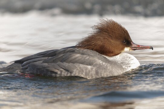 Goosander, goose s&auml;ger, mergus merganser, anatidae, birds, duckbirds, female, sawyer, birds, waterbirds, waterbirds, female