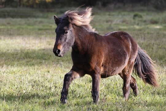 Young Icelandic horse (Equus islandicus), one and a half year old Icelandic pony running across horse pasture in evening light, Schleswig-Holstein, Germany