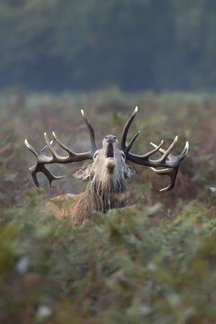 Red deer (Cervus elaphus) adult male stag animal roaring during the annual rut in autumn, England, United Kingdom