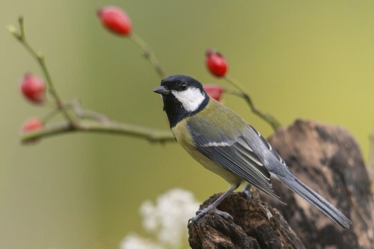 Great tit, great tit, parus major, birds, tits, passeri, songbirds, songbirds, tits, birds