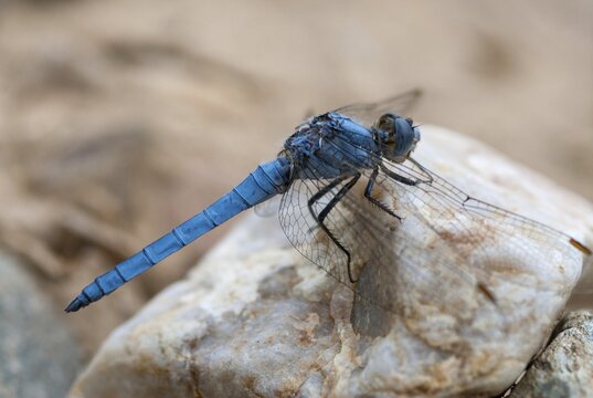 Orthetrum Brunneum, Southern Skimmer, Southern Blue Arrow, Anisoptera, Blue Arrow, Damselflies, Dragonflies, Insects, Dragonflies, Odonata, Sailing Barks