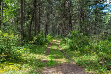 Obraz premium Summer morning in the forest