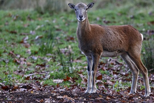 European mouflon (Ovis gmelini musimon), female, Schleswig-Holstein, Germany