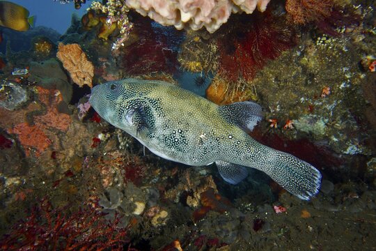 Colourful fish, blue spotted pufferfish (Arothron caeruleopunctatus), pufferfish, swimming through a living coral reef, dive site USAT Liberty, Tulamben, Bali, Indonesia