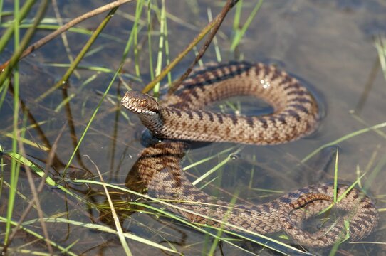 European adder, European viper, venomous snake, vipera berus, critters, poisonous, high size, portrait, reptilia, reptilia, reptiles, snakes, swim, snakes, swimming, water