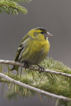 Carduelis spinus, siskin, spinus spinus, siskin, birds, high size, portrait format, male, passeri, songbirds, birds