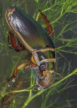 Dytiscus marginalis, yellow-burn beetle, great diving beetle, aquatic, beetle, prey, capture, high size, portrait, insects, males, males, snails, water beetles