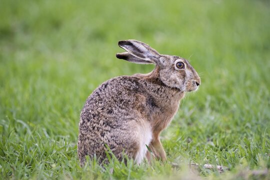 Hare (Lepus europaeus) sitting in the meadow, National Park Lake Neusiedl, Burgenland, Austria