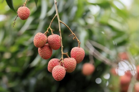Lychee tree (Litchi chinensis), lychee tree, fruit, ripe, on the tree, Monzi, KwaZulu-Natal, South Africa