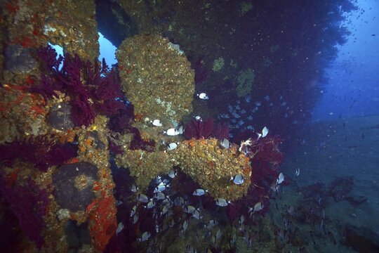 Underwater image of the propeller of an overgrown shipwreck, surrounded by fish, two-banded bream (Diplodus vulgaris), in blue depth, dive site wreck Le Grecq, Giens peninsula, Mediterranean Sea, Porquerolles, Provence, C&ocirc;te d'Azur, France