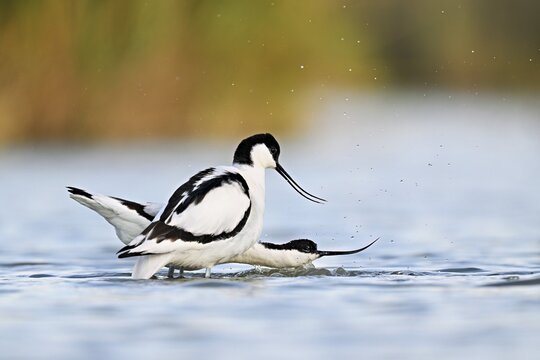 Avocet (Recurvirostra avosetta), a pair mating in shallow water, Camargue Regional Nature Park, southern France, France