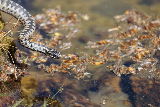 A common European adder (Vipera berus) creeps across a root stock and starts to swim in the water of a small pond. Bavaria, Germany