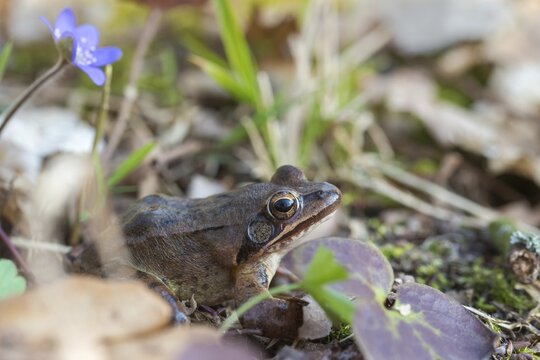 Agile frog, common hepatica, buttercup family, hepatica nobilis, liverwort, rana dalmatina, ranunculaceae, jumping frog, amphibians, amphibians, flora, frog, frogs, liverwort, amphibians, plants, plants