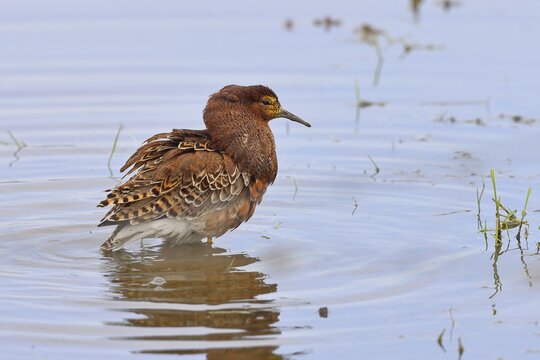 Ruff (Philomachus pugnax), adult male in splendid plumage with erect ruff, courtship display, standing in shallow water in the moor, imposing behaviour, snipe birds, wildlife, Ochsenmoor, Naturpark D&uuml;mmer See, H&uuml;de, Lower Saxony, Germany