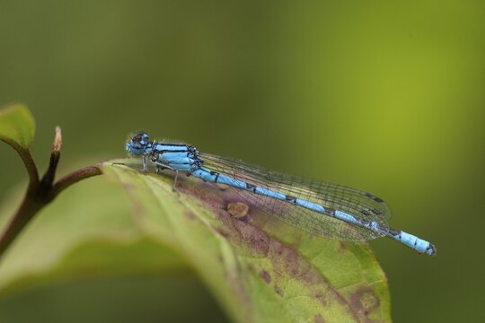 Mug azure maiden, common blue damselfly, enallagma cyathigerum, northern flower, damselflies, dragonflies, insects, dragonflies, odonata, zygoptera