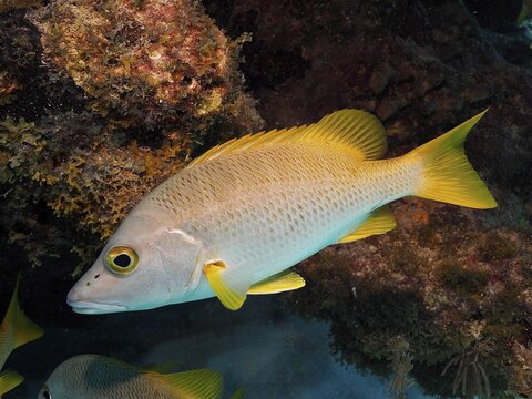 Yellow fish, schoolmaster snapper (Lutjanus apodus), swimming near rocks in the underwater world. Dive site John Pennekamp Coral Reef State Park, Key Largo, Florida Keys, Florida, USA