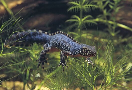 Alpine newt, mountain newt, ichthyosaura alpestris, mesotriton alpestris, triturus alpestris, amphibians, amphibians, amphibians, amphibians, amphibians, male, newt, mating dress