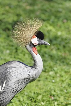Crowned Crane (Balearica pavonina), portrait, captive, Herborn-Uckersdorf Zoo, Hesse, Germany