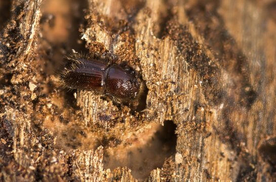 Letterpress, curculionidae, European spruce bark beetle, spruce bark beetle, large eight-toothed spruce bark beetle, ips typographus, weevils, beetles, bark beetles, coleoptera, insects, beetles