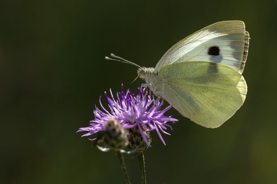 Large white, Pieris brassicae, butterfly, insects, butterfly, butterflies, butterflies
