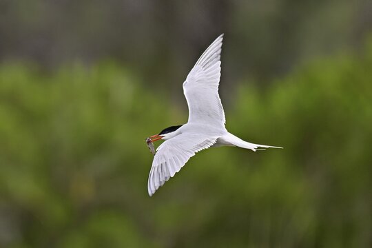 Common tern (Sterna hirundo), in flight with a fish in its beak, Saintes-Marie-de-la-Mer, Camargue, southern France, France