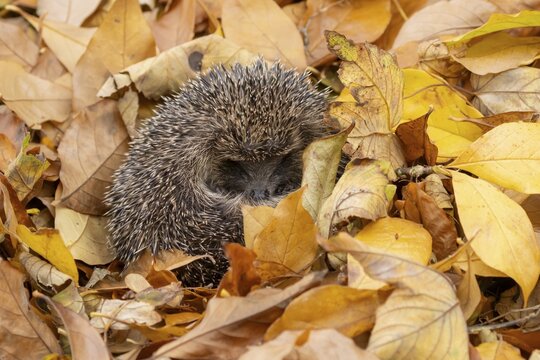 European hedgehog (Erinaceus europaeus) adult animal sleeping in fallen autumn colour leaves during hibernation, England, United Kingdom